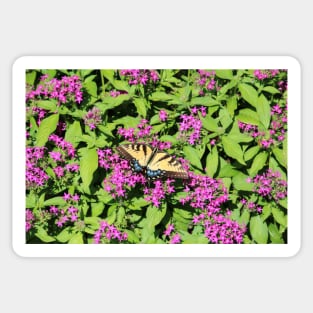 Butterfly On Pink Flowers Sticker